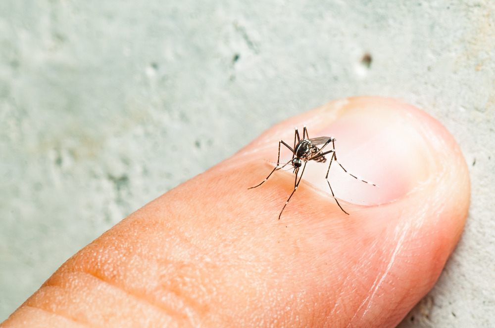 Aedes Aegypti oferece mais perigo durante o verão