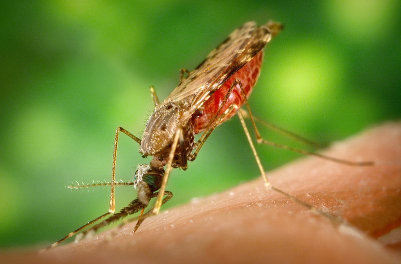 O que é a Malária?