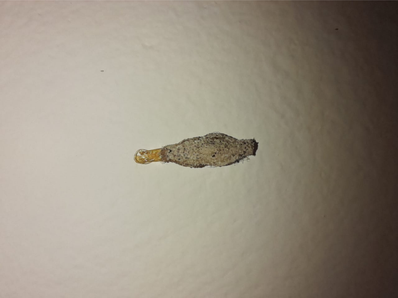 8 PICADAS de INSETOS mais comuns que VOCÊ DEVE RECONHECER ! – Site ...