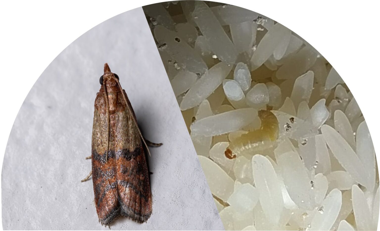 8 PICADAS de INSETOS mais comuns que VOCÊ DEVE RECONHECER ! – Site ...